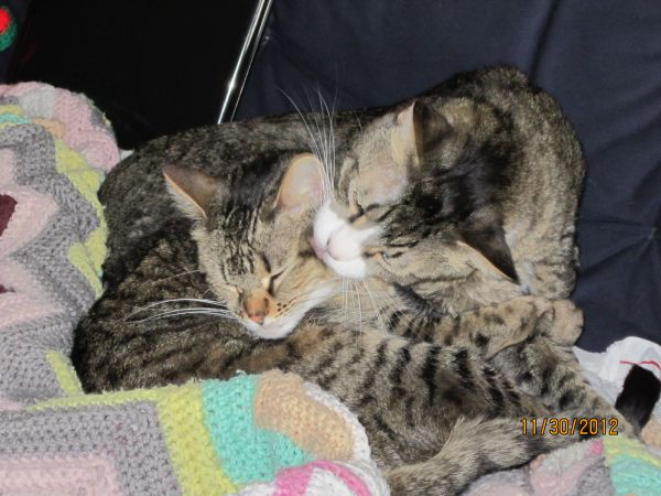 stacycats